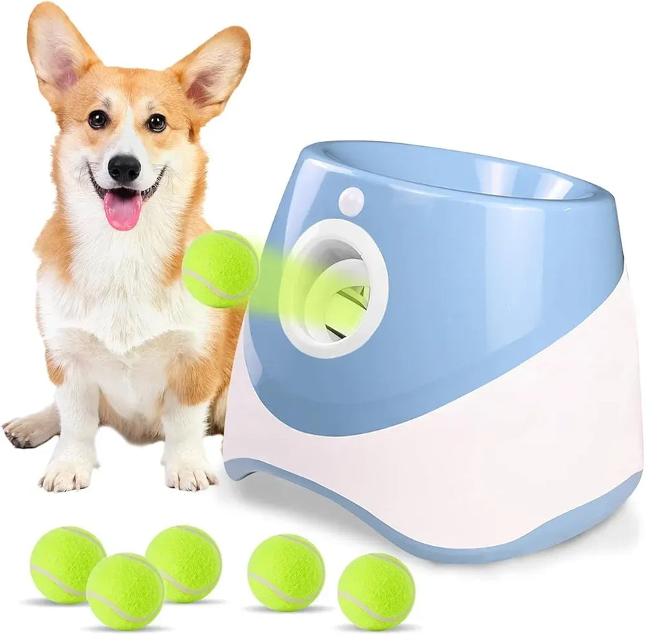 Dog with a toy and tennis balls on a white background