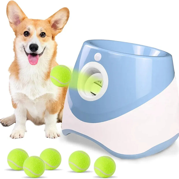 Dog with a toy and tennis balls on a white background