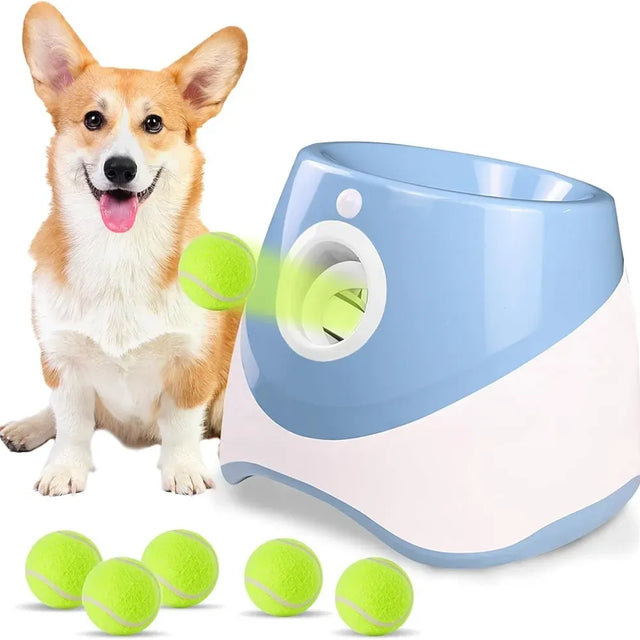 Dog with a toy and tennis balls on a white background