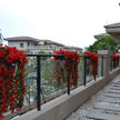 Decorative red flowers on a railing with a residential background