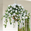 Hanging basket with white flowers and green leaves against a neutral background