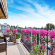 Balcony with pink flowering plants against a blue sky