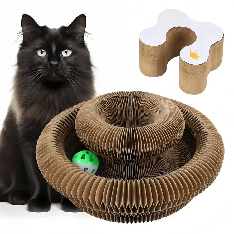 Black cat with a cardboard cat toy and another cardboard structure on a white background