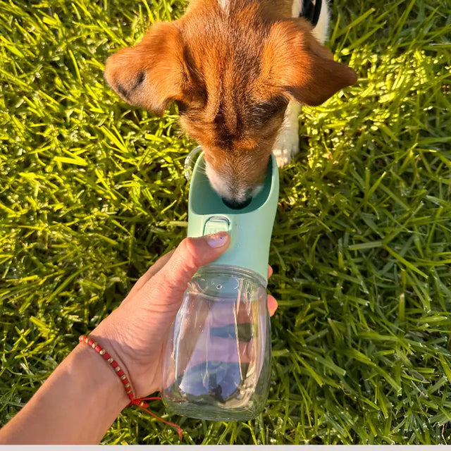 Dog drinking from a green pet water bottle held by a person on grass